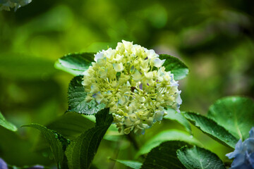 Beautiful red and pink color Hydrangea macrophylla flowers in the garden at early summer.