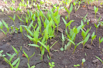 pepper seedlings in a greenhouse