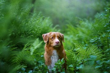 dog in the fern. Nova Scotia Duck Tolling Retriever in the forest. Tropics wood. pet in nature. 