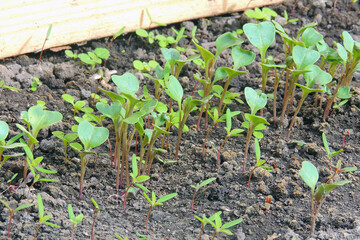 Organic farming, seedlings growing in greenhouse. cabbage seedlings in the greenhouse