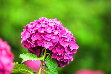 Obraz premium Beautiful red and pink color Hydrangea macrophylla flowers in the garden at early summer.
