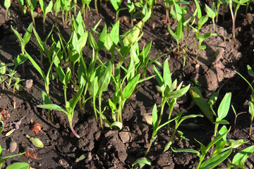 pepper seedlings in a greenhouse