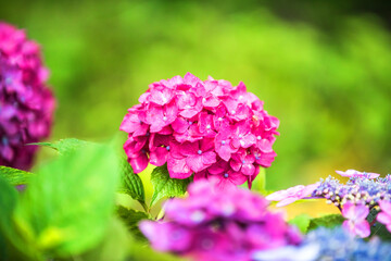 Fototapeta premium Beautiful red and pink color Hydrangea macrophylla flowers in the garden at early summer.