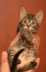 cute little brown tabby shorthair kitten