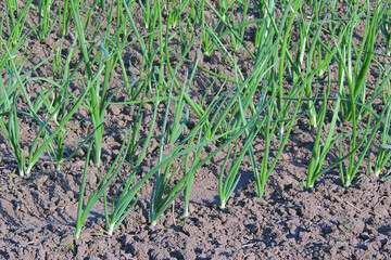 green onions in the garden