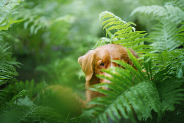 dog in the fern. Nova Scotia Duck Tolling Retriever in the forest. Tropics wood. pet in nature. 