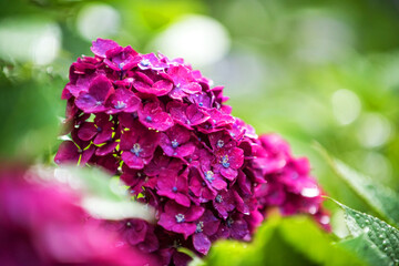 Fototapeta premium Beautiful pink and red color Hydrangea macrophylla flowers in the garden at early summer.