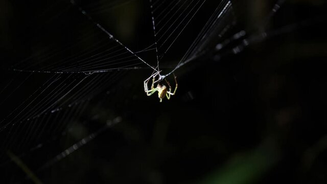 Close-up of a spider preying on its prey on a web
