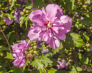 Pink double Hibiscus syriacus flowers are blooming on garden in summer.