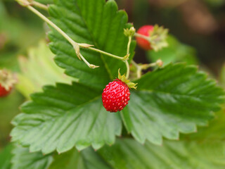 One small berry is a forest strawberry with a green leaf on a blurred background in the garden in summer. Bright picture of a red fruit closeup.