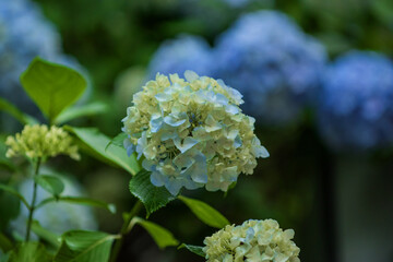 Beautiful pink and red color Hydrangea macrophylla flowers in the garden at early summer.