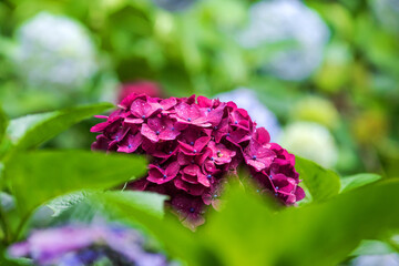 Fototapeta premium Beautiful pink and red color Hydrangea macrophylla flowers in the garden at early summer.