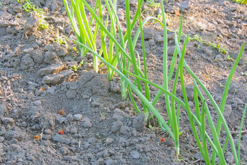 green onions in the garden