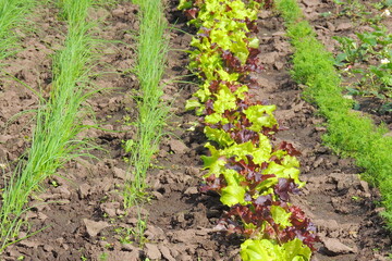 lettuce in the garden