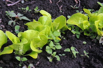 lettuce in the garden