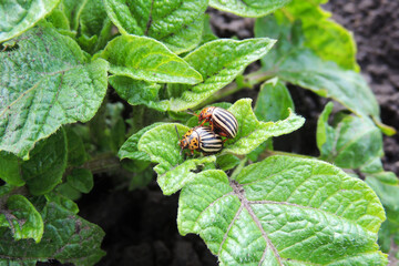 Colorado potato beetle eats potatoes