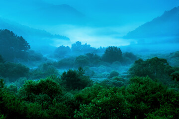 Fototapeta na wymiar The wonderful and beautiful secret garden,the wave of misty sea float in the valley covered with forest at dawn.