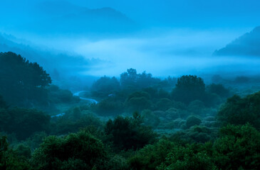 The wonderful and beautiful secret garden,the wave of misty sea float in the valley covered with forest at dawn.