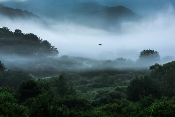 The wonderful and beautiful secret garden,the wave of misty sea float in the valley covered with forest at dawn.