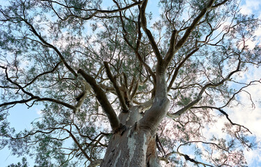 Fototapeta na wymiar nadir view of a tree with blue sky and clouds