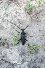 Cerambyx cerdo known as the great capricorn beetle