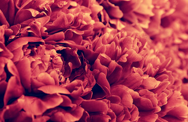  abstract flower background