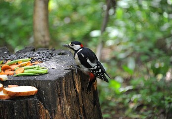 Wild woodpecker at the feeder in the forest