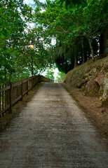 Fototapeta na wymiar cement road surrounded by greenery with wooden fence