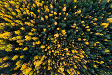 An aerial view of natural birch and spruce boreal forest during autumn foliage in Estonian nature, Northern Europe. 