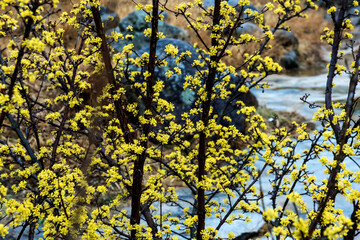 Beautiful yellow japanese cornel,Cornus Officinalis flowers on eary spring.