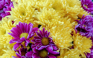 yellow and dark violet chrysanthemums close up, natural background © Dimitrios