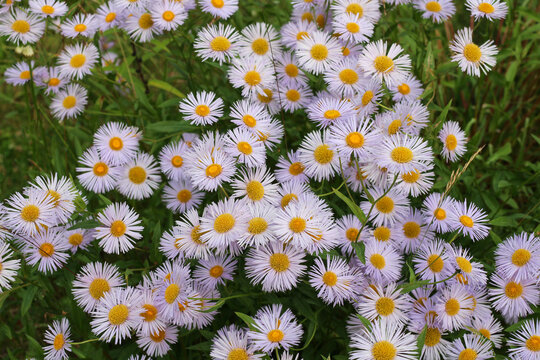 Top view of a lot of lilac asters Erigeron (Latin Erigeron) with sharp thin petals that are very similar to daisies...