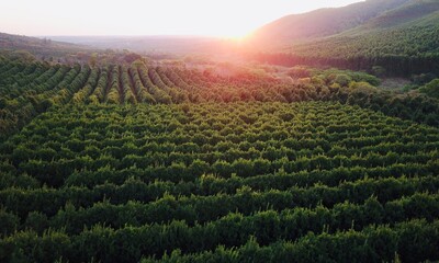 Macadamia Orchard with Sunset