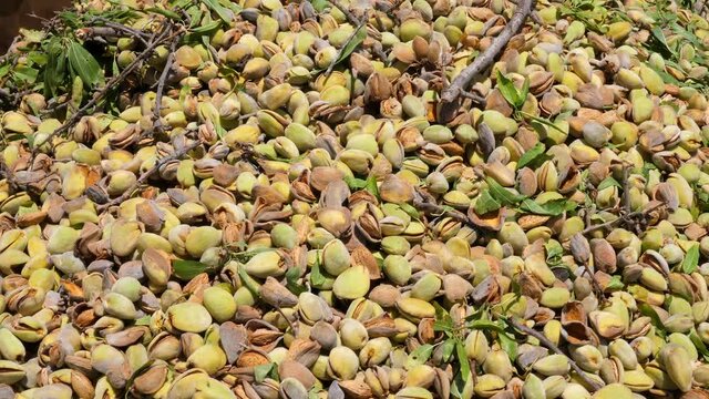 Fresh picked raw Almonds, smooth camera movement.