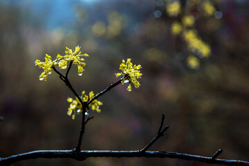 Beautiful yellow japanese cornel,Cornus Officinalis flowers on eary spring.