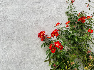 Concrete wall with red natural flowers growing up it