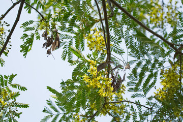 Peltophorum dasyrrhachis yellow flowers on tree.