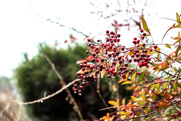 Beautiful wild red flowers on early spring.