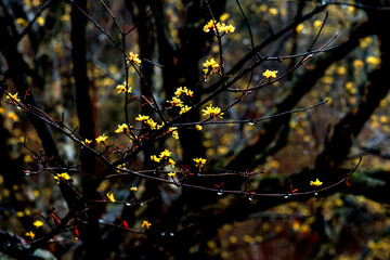 Beautiful yellow japanese cornel,Cornus Officinalis flowers on eary spring.