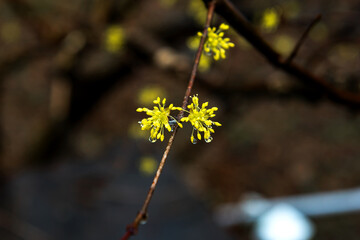 Beautiful yellow japanese cornel,Cornus Officinalis flowers on eary spring.