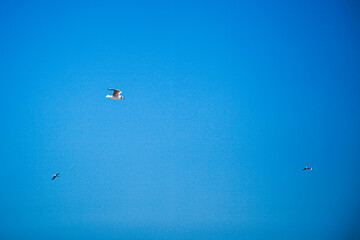 clear blue sky beautiful sky white gull