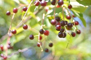 Wild red cherry, berry picking in the forest.