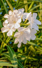 white oleander flowers close up in the garden