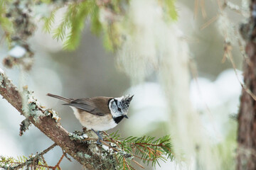 Songbird European Crested Tit, Lophophanes cristatus, in wintery forest in Estonian nature