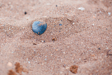 seashell beach clear water in the sea seashell beach