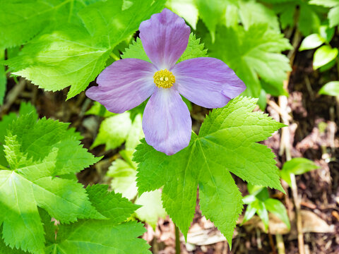 542 Best 日本固有種images Stock Photos Vectors Adobe Stock