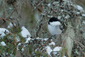 Portrait of a small European northen winter songbird Willow tit, Poecile montanus during beautiful winter day in cold Estonian forest. 