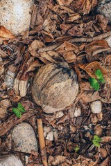 Coconut in brown leaves on the ground