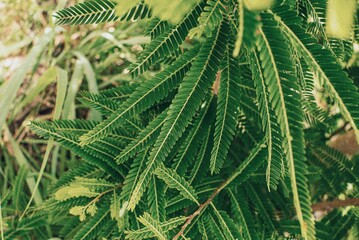 deep green plant in the sunlight