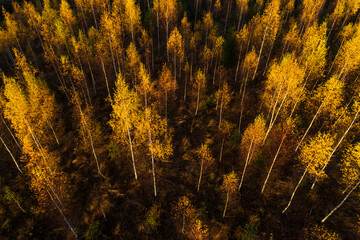 Aerial of a beautiful birchwood during an autumn foliage and beautiful sunset in Estonian nature, Northern Europe. 